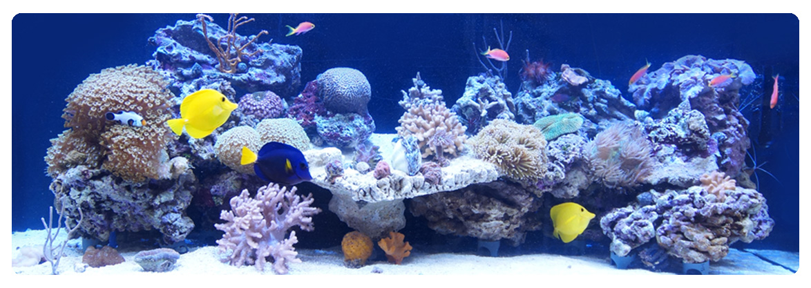aquarium zahnarzt wieser